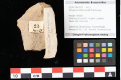 Foto (Objekt + Etikett) von Sphaeria mediterranea Ettingshausen (NHMW-GEO-2024-0188-0023)